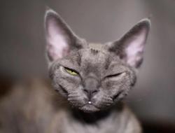 Девон Рекс: описание породы