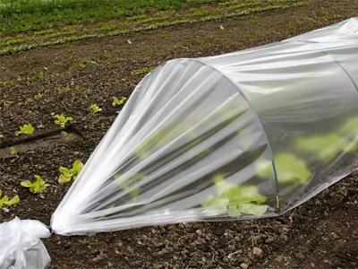Укрывной материал: полиэтиленовая пленка, стекло или спанбонд